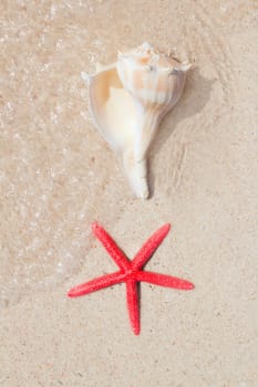 seashell and starfish in white sand beach as summer vacation symbols