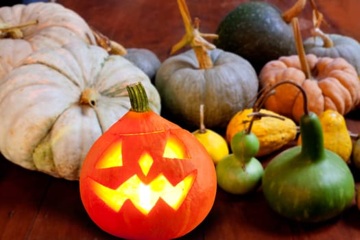 Halloween pumpkin Jack o lantern candle glowing with varied species