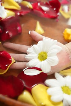 Aromatherapy children hand bath, rose petal, daisy  flower