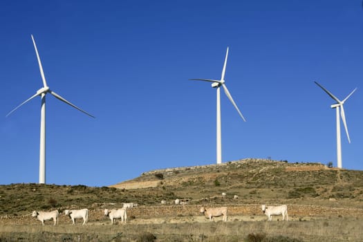Cow cattle under electric windmills in blue sky background