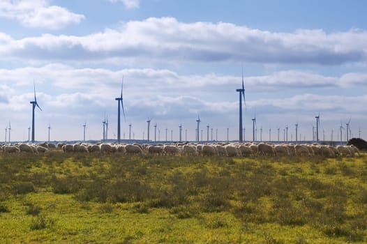 Green meadow with sheeps eating and clean electric energy windmils field