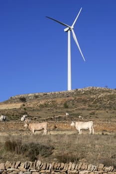 Cow cattle under electric windmills in blue sky background