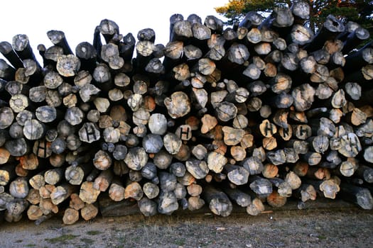 Background pattern of cut tree trunks