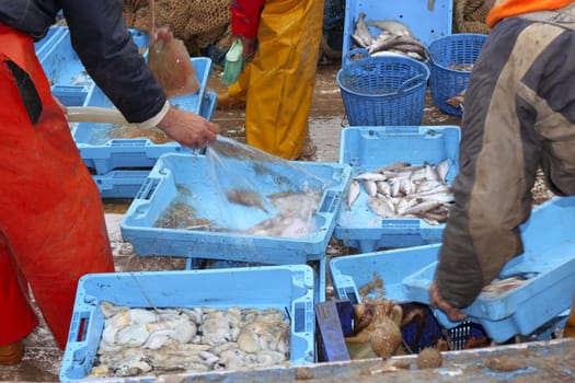 fishermen hands working fish catch on boat deck end of journey