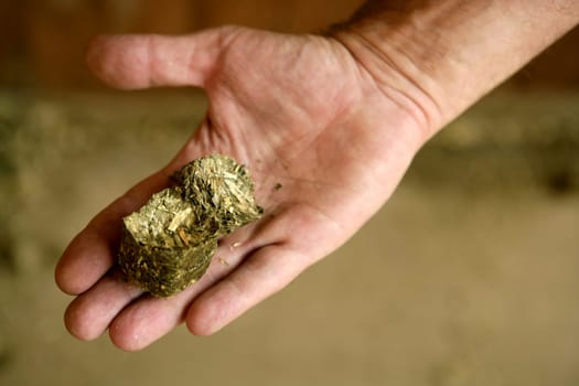 Human male hand with dry alfalfa, horses food, granary, barn.