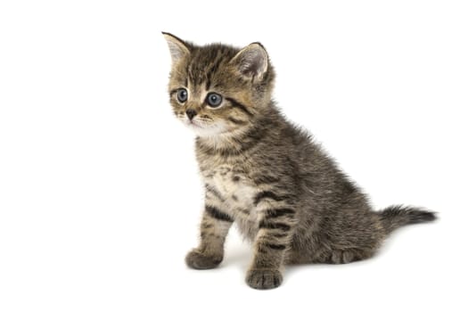 Little Tiger