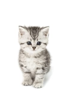 Little Tiger