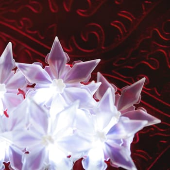 Christmas star, xtmas, red, celebration macro detail