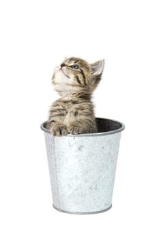 Little Tiger