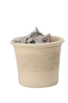 Little Tiger