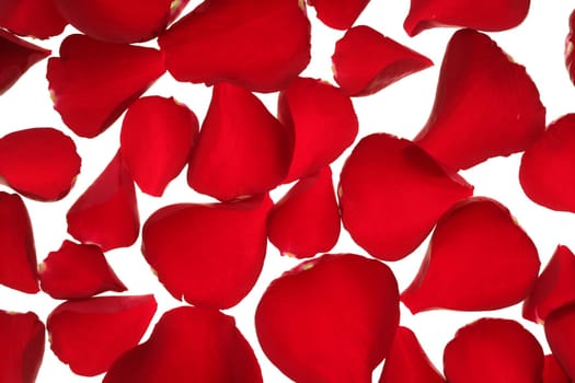 Red rose petals texture background, transparent flowers