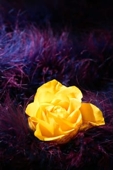 Yellow rose flower over soft feather purple and pink dark background