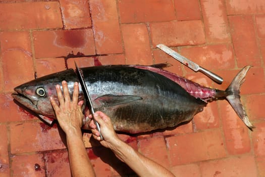 Bloody Mediterranean tuna fish preparation after catch