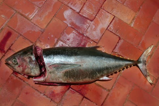 Bloody Mediterranean tuna fish preparation after catch