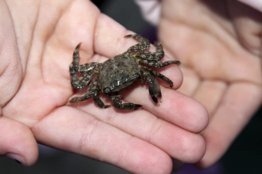 alive crab on children hands fearful of claws mediterranean sea crustacean