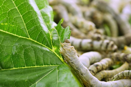 silkworms eating mulberry leaf closeup nature silk worms