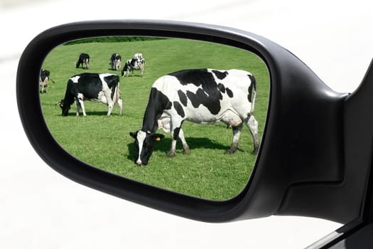 rearview car driving mirror view of meadow cow cattle