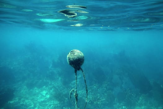 Buoy with seaweed underwater image Mayan Riviera