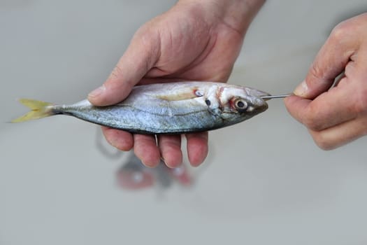 goggle eye mackerel live bait fish hook tackle on fisherman hands