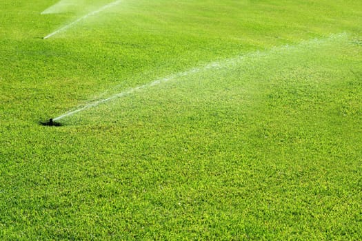 grass garden spring sprinkle  water in a row