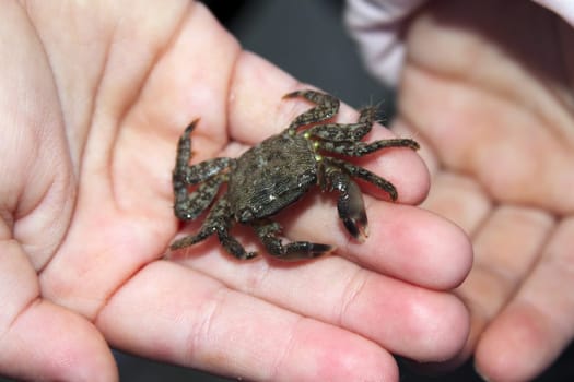 alive crab on children hands fearful of claws mediterranean sea crustacean