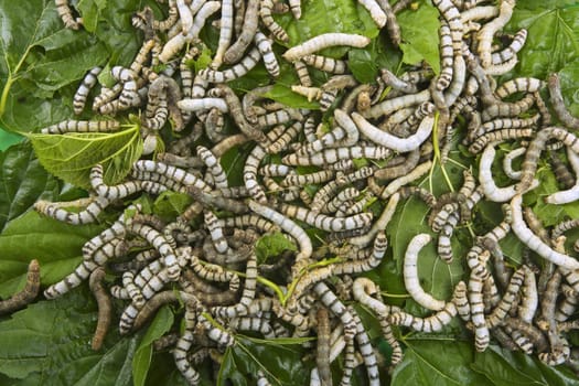 silkworms eating mulberry leaf closeup nature silk worms