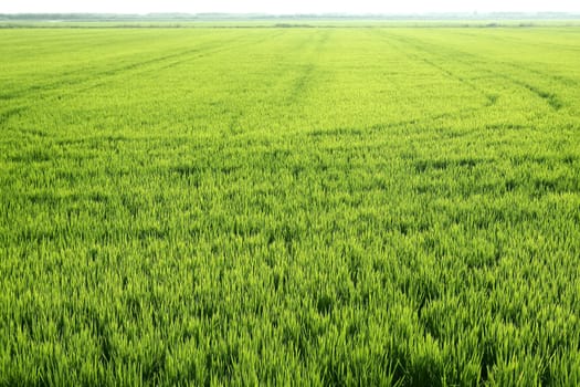 Rice field green meadow in Spain horizon perspective