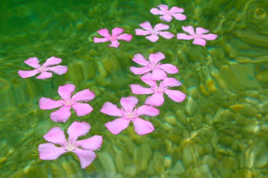 Oleander pink flowers floating in natural rolling stone lake river
