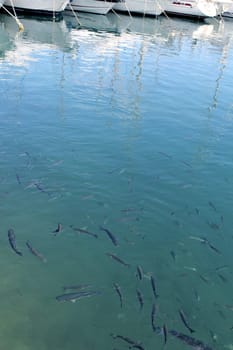fishes mullet school in mediterranean port saltwater