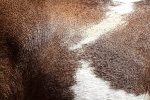 horse hair skin texture brown and white background