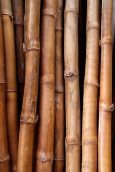dried bamboo cane trunk pattern texture