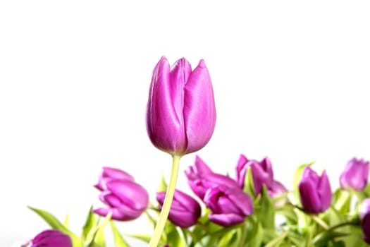 tulips pink flowers isolated on white background studio shot