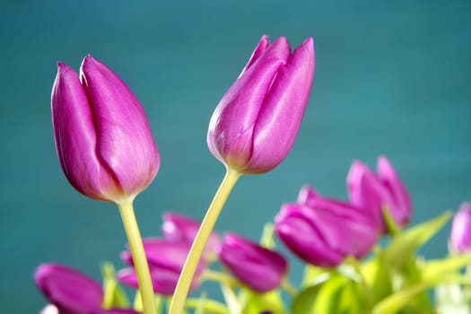 tulips pink flowers on a blue green studio classic background