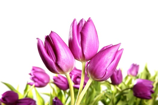 tulips pink flowers isolated on white background studio shot