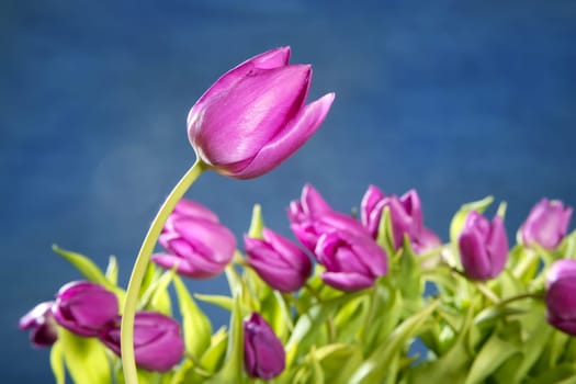 tulips pink flowers on blue studio classic background