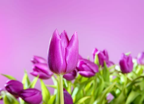 tulips pink flowers on a blue pink studio background