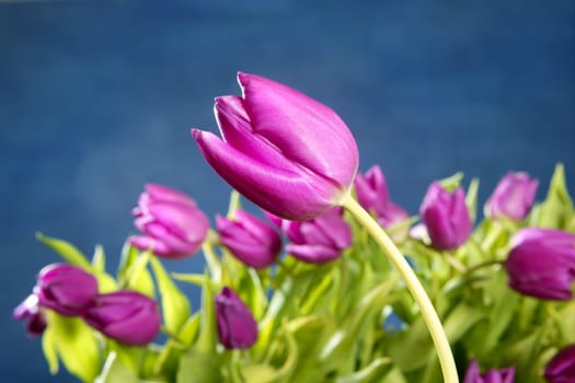 tulips pink flowers on blue studio shot background