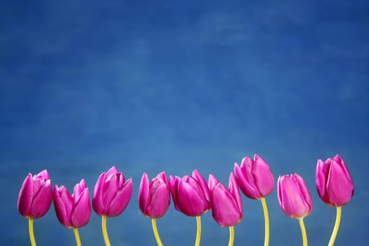 pink tulips flowers in a row group line arrangement on blue background