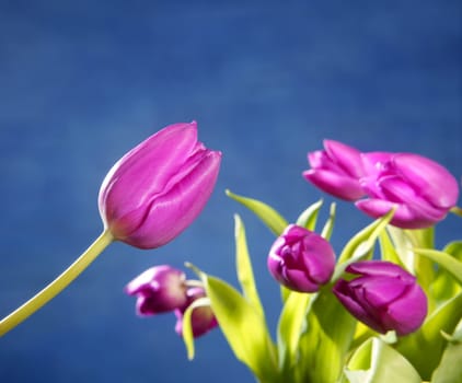 tulips pink flowers on blue studio shot background
