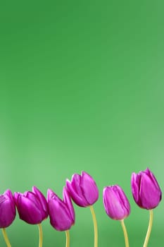 pink tulips flowers in a row line arrangement on green background