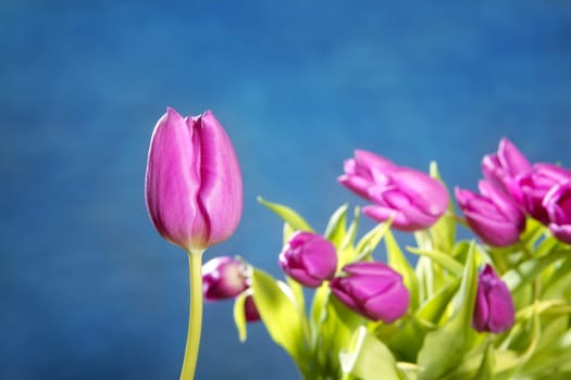 tulips pink flowers on blue studio classic background