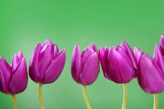 pink tulips flowers in a row line arrangement on green background