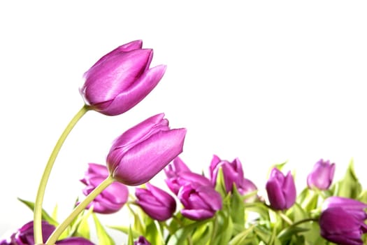 tulips pink flowers isolated on white background studio shot