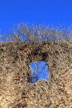 ancient castle wall window invaded by dried climbing plants