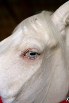 blue eye macro detail of a white horse, beautiful animal