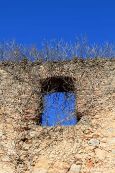 ancient castle wall window invaded by dried climbing plants