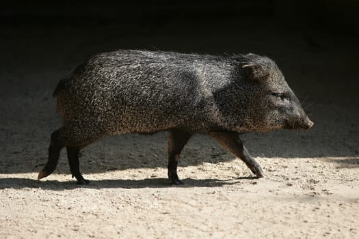 Little Pecari pig walking between sun  shadows