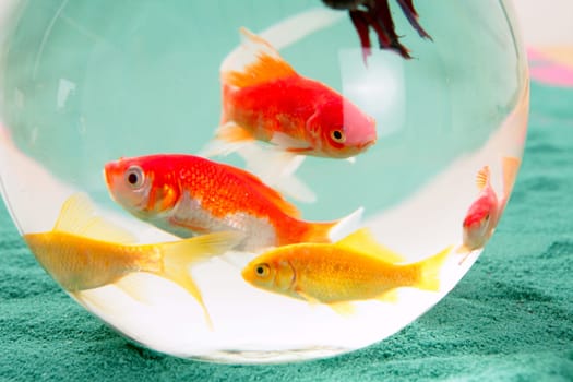 fishes in a round glass bowl red carps green background, pets