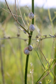 Green plant with snails climbing up  spring field