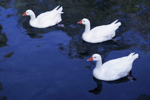 Ducks in white over blue lake bird aerial view